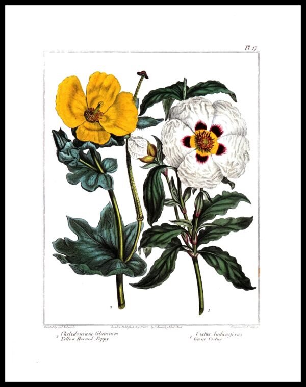 ALP F12018 Flowers (Antique Prints)